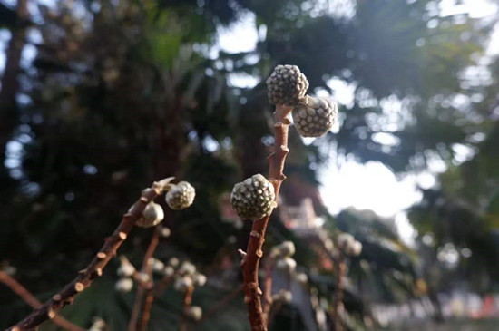 雨水降，萬物蘇(圖4)